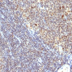 Formalin-fixed, paraffin-embedded human Tonsil stained with IPO38 Monoclonal Antibody (SPM260).