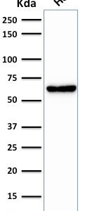 Western Blot Analysis of HeLa cell lysate using Mitochondria Mouse Monoclonal Antibody (SPM198).