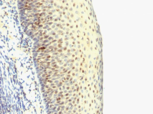 Formalin-fixed, paraffin-embedded human Tonsil stained with IPO38 Monoclonal Antibody (SPM515).