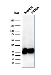 Western Blot Analysis of (1) Ramos cell and (2) human spleen tissue lysate using HLA-Pan Mouse Recombinant Monoclonal Antibody (rHLA-Pan/3475).