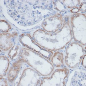 Formalin-fixed, paraffin-embedded human kidney. Endogenous biotin stained with Biotin Mouse Monoclonal Antibody (BTN399).