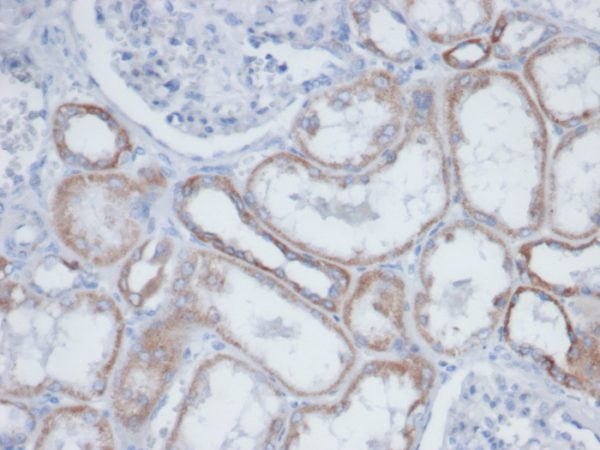 Formalin-fixed, paraffin-embedded human kidney. Endogenous biotin stained with Biotin Mouse Monoclonal Antibody (BTN399).