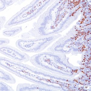Formalin-fixed, paraffin-embedded Mouse Small Intestine stained with BrdU Mouse Monoclonal Antibody (BRD494).