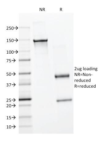 SDS-PAGE Analysis Purified BrdU Mouse Monoclonal Antibody (BRD494).
