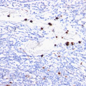 Formalin-fixed, paraffin-embedded human Tonsil stained with Myeloid Specific Mouse Monoclonal Antibody (BM-2).