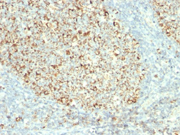 Formalin-fixed, paraffin-embedded human Tonsil stained with Mitochondria Monoclonal Antibody (MTC02).