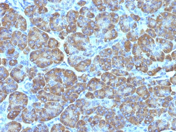 Formalin-fixed, paraffin-embedded human Pancreas stained with Mitochondria Monoclonal Antibody (MTC02).
