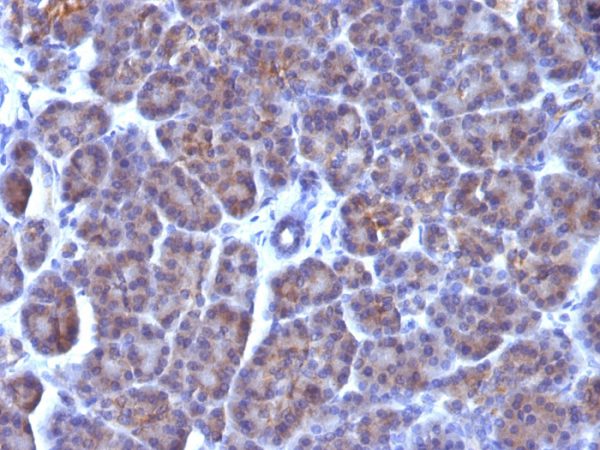 Formalin-fixed, paraffin-embedded human Pancreas stained with Golgi Monoclonal Antibody (AE-6).