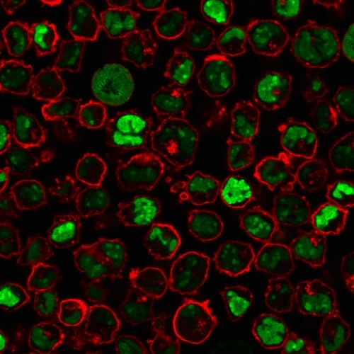 Immunofluorescence Analysis of PFA-fixed K562 cells labeling Nucleolin with Nucleolar Mouse Monoclonal Antibody (NM95) followed by Goat anti-Mouse IgG-CF488 (Green). Membrane is stained with Phalloidin-CF640.