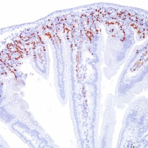 Formalin-fixed, paraffin-embedded Mouse Small Intestine stained with BrdU Monoclonal Antibody (SPM537).