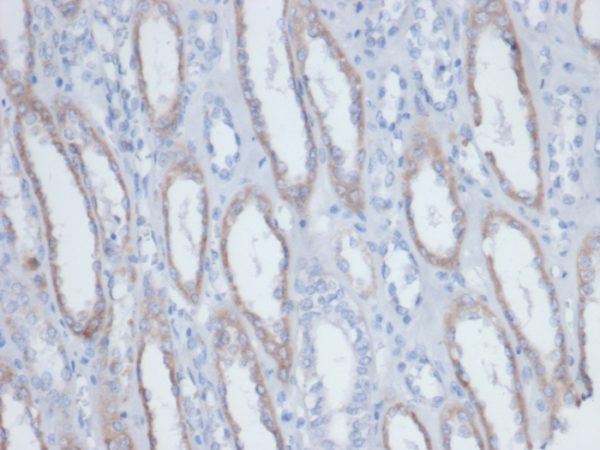 Formalin-fixed, paraffin-embedded human kidney. Endogenous biotin stained with Biotin Mouse Monoclonal Antibody (BTN/403).