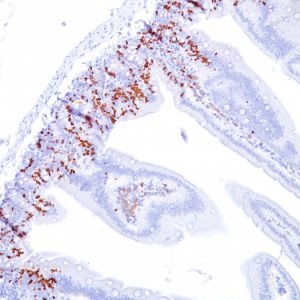 Formalin-fixed, paraffin-embedded Mouse Small Intestine stained with BrdU Monoclonal Antibody (BU20a).