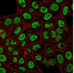 Immunofluorescent staining of PFA-fixed HeLa cells with Human Nuclear Antigen Mouse Monoclonal Antibody (235-1) followed by goat anti-mouse IgG-CF488 (green). Counterstained with phalloidin