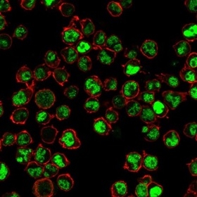 Immunofluorescent staining of PFA-fixed Raji cells with Human Nuclear Antigen Mouse Monoclonal Antibody (235-1) followed by goat anti-mouse IgG-CF488 (green). Counterstain is phalloidin