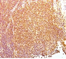 Acetone-fixed frozen human tonsil stained with Human Nuclear Antigen Mouse Monoclonal Antibody (235-1).