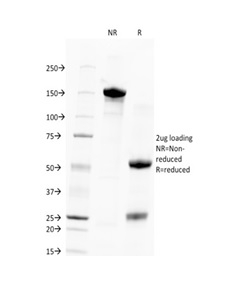 SDS-PAGE Analysis Purified Human Nuclear Antigen Mouse Monoclonal Antibody (235-1). Confirmation of Purity and Integrity of Antibody.