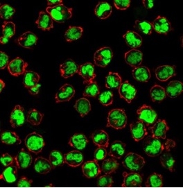Immunofluorescent staining of PFA-fixed K562 cells with Human Nuclear Antigen Mouse Monoclonal Antibody (235-1) followed by goat anti-mouse IgG-CF488 (green). Counterstained with phalloidin