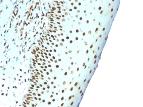 Formalin-fixed, paraffin-embeddedhuman tonsil stained with Pan-Nuclear AntigenMonoclonal Antibody (NM106).