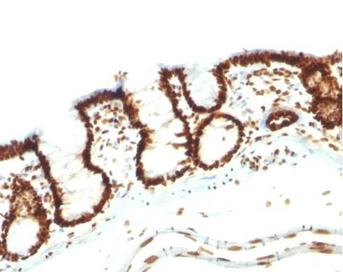 Formalin-fixed, paraffin-embeddedratcolon stained with Pan-Nuclear AntigenMonoclonal Antibody (NM106).