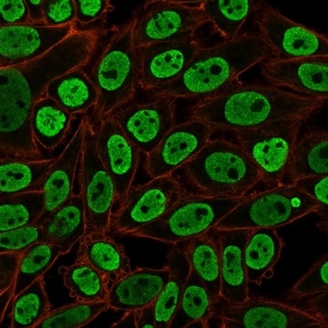 Immunofluorescentstaining of PFA-fixedHeLa cells with Pan-Nuclear Antigen Monoclonal Antibody (NM106)followed by goat anti-mouse IgG-CF488 (green). Membranes labeled with phalloidin (red).