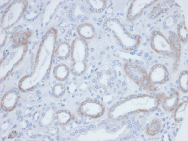 Formalin-fixed, paraffin-embedded human kidney. Endogenous biotin stained with Biotin Mouse Monoclonal Antibody (BTN/36).
