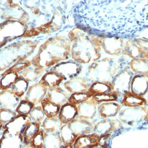 Mitochondrial Marker Antibody