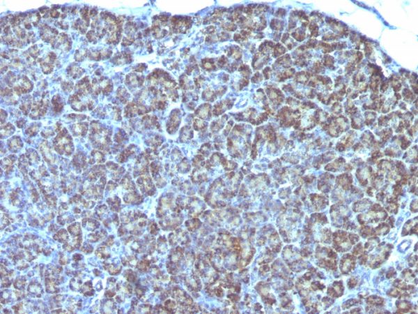 Formalin-fixed, paraffin-embedded human Pancreas stained with Mitochondria Monoclonal Antibody (MTC754).