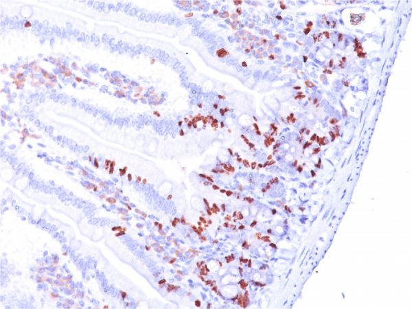 Formalin-fixed, paraffin-embedded Mouse Small Intestine stained with BrdU Mouse Monoclonal Antibody (BRD.3).