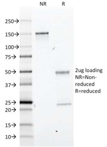 SDS-PAGE Analysis Purified BrdU Mouse Monoclonal Antibody (BRD.3). Confirmation of Integrity and Purity of Antibody.