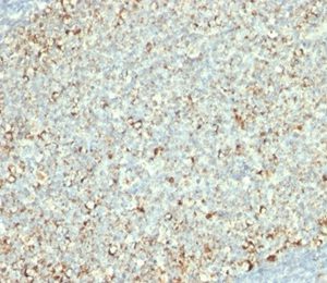 Formalin-fixed, paraffin-embedded human tonsil stained with Mitochondria Mouse Monoclonal Antibody (AE-1).