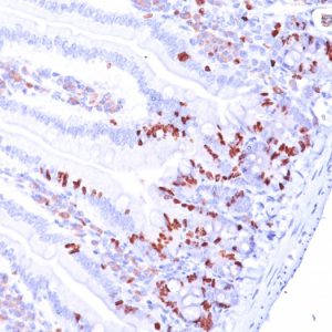 Formalin-fixed, paraffin-embedded Mouse Small Intestine stained with BrdU Monoclonal Antibody (85-2C8).