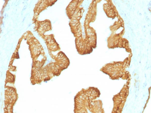 Formalin-fixed, paraffin-embedded Rat Oviduct stained with Cytokeratin, HMW Monoclonal Antibody (KRTL/1077).