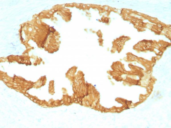 Formalin-fixed, paraffin-embedded Rat Oviduct with Cytokeratin, HMW Monoclonal Antibody (KRTH/1076).