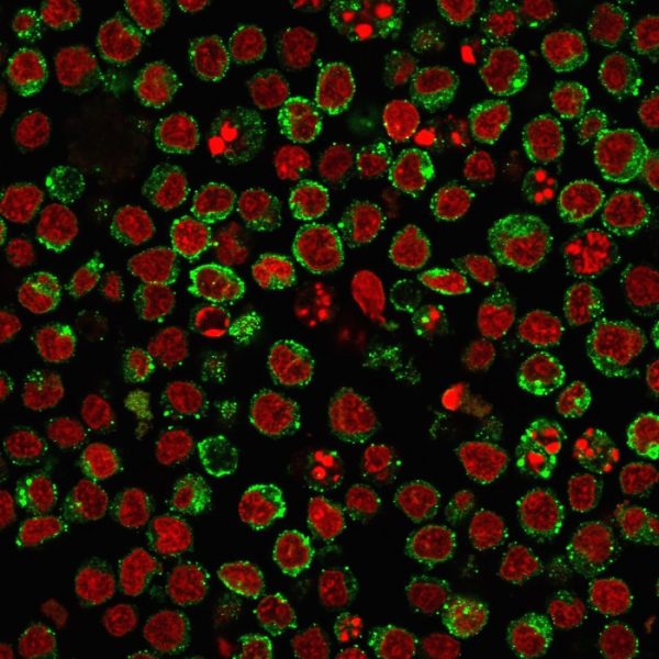 Immunofluorescence staining of PFA-fixed Ramos cells. HLA-Pan Recombinant Rabbit Monoclonal Antibody (HLA-Pan/2967R) followed by goat anti-rabbit IgG-CF488 (green). Nuclei stained with RedDot.