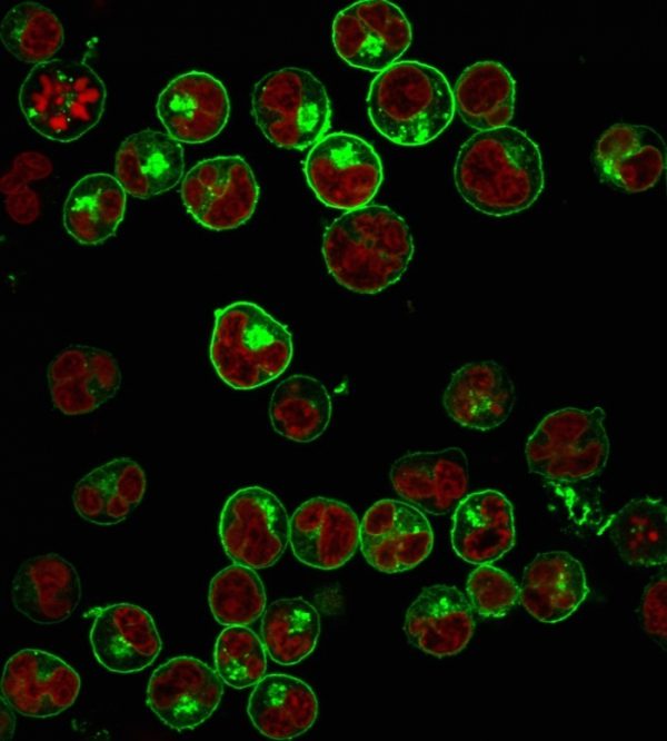 Immunofluorescence staining of PFA-fixed Raji cells. HLA-Pan Recombinant Rabbit Monoclonal Antibody (HLA-Pan/2967R) followed by goat anti-rabbit IgG-CF488 (green). Nuclei stained with RedDot.