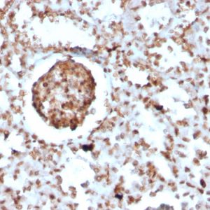 Formalin-fixed, paraffin-embedded Mouse BrdU-incorporated Kidney stained with BrdU Rabbit Recombinant Monoclonal Antibody (BRD2888R).