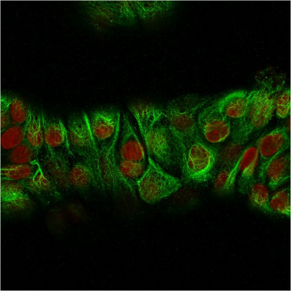 Immunofluorescence Analysis of MeOH-fixed Human MCF-7 cells labeling CK with CK HMW Rabbit Recombinant Monoclonal Antibody (KRTH/2147R) followed by Goat anti-Mouse IgG-CF488 (Green). The nuclear counterstain is Reddot (Red).