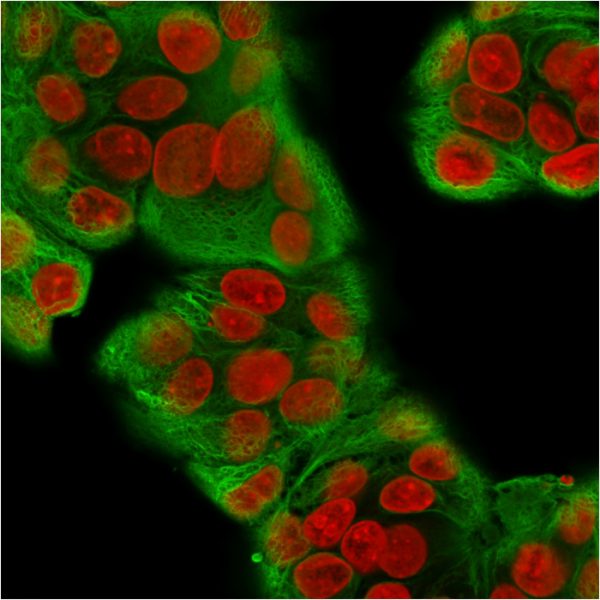 Immunofluorescence Analysis of MeOH-fixed Human MCF-7 cells labeling CK with Multi-Cytokeratin Recombinant Rabbit Monoclonal Antibody (KRT/1877R)followed by Goat anti-Mouse IgG-CF488 (Green). The nuclear counterstain is Reddot (Red).