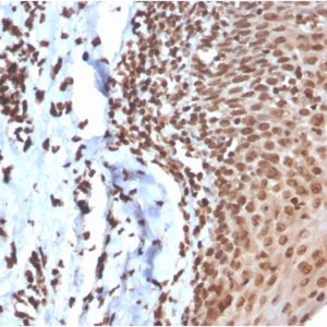 Formalin-fixed, paraffin-embedded human tonsil stained with dsDNA Recombinant Rabbit Monoclonal Antibody (DSD/4054R).