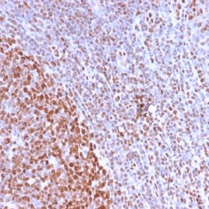 Formalin-fixed, paraffin-embedded human Tonsil stained with Pan-Nuclear Antigen Monoclonal Antibody (NM2984R).