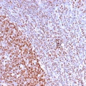 Recombinant Nuclear Antigen (Pan-Nuclear Marker) Antibody
