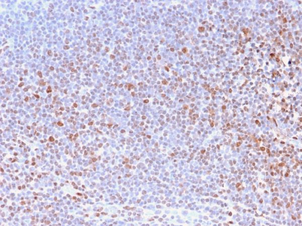 Formalin-fixed, paraffin-embedded human Tonsil stained with Pan-Nuclear Antigen Monoclonal Antibody (NM2984R).