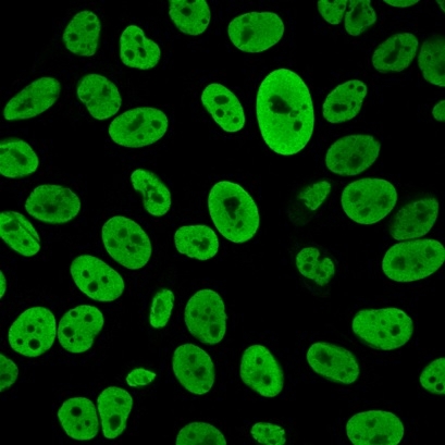 Immunofluorescence Analysis of PFA-fixed HeLa cells with Hu Nuclear Antigen Recombinant Rabbit Monoclonal Antibody (235-1R) followed by goat anti-mouse IgG-CF488 (green).
