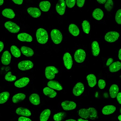 Immunofluorescence Analysis of MeOH-fixed HeLa cells with Hu Nuclear Antigen Recombinant Rabbit Monoclonal Antibody (235-1R) followed by goat anti-mouse IgG-CF488 (green).