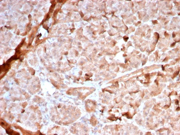 Formalin-fixed, paraffin-embedded human Pancreas stained with Mitochondria Rabbit Recombinant Monoclonal Antibody (MTC02/2860R).
