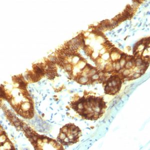 Formalin-fixed, paraffin-embedded Rat Colon stained with Ep-CAM Monoclonal Antibody (Epcam/1159).