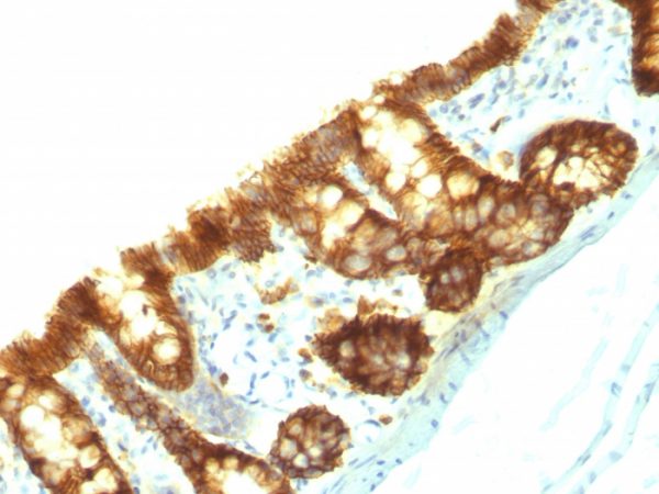 Formalin-fixed, paraffin-embedded Rat Colon stained with Ep-CAM Monoclonal Antibody (Epcam/1159).