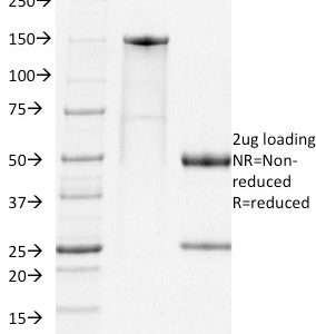 SDS-PAGE Analysis of Purified PD1 Rat Monoclonal Antibody (RMP-1-14). Confirmation of Integrity and Purity of Antibody.