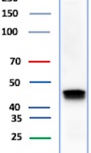 Cytokeratin 18 (KRT18) Antibody in Western Blot (WB)