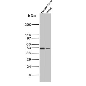 Ornithine Decarboxylase-1 Antibody in Western Blot (WB)